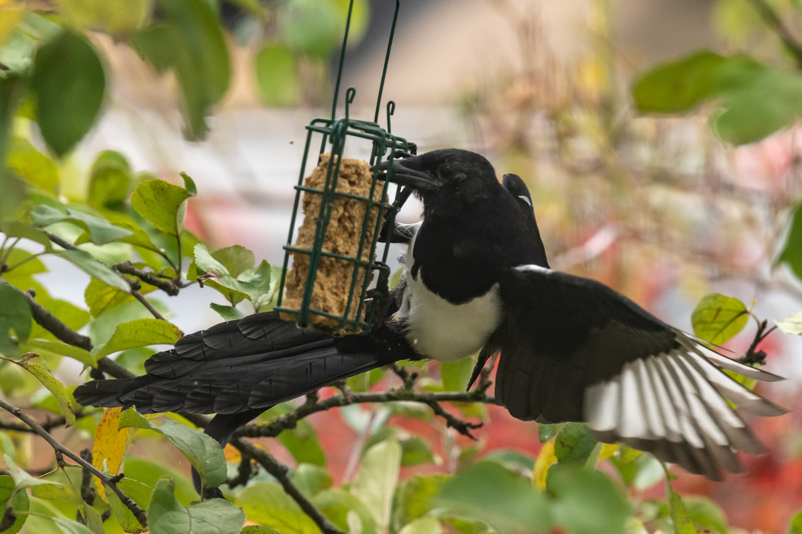 Elster im Garten