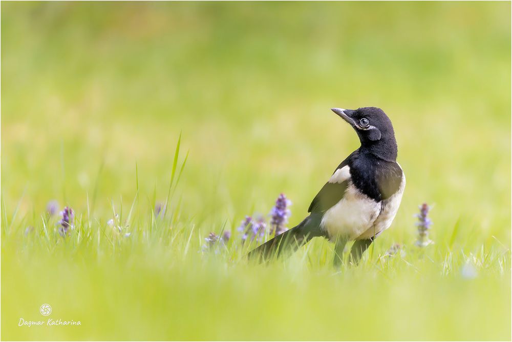 Elster im Garten