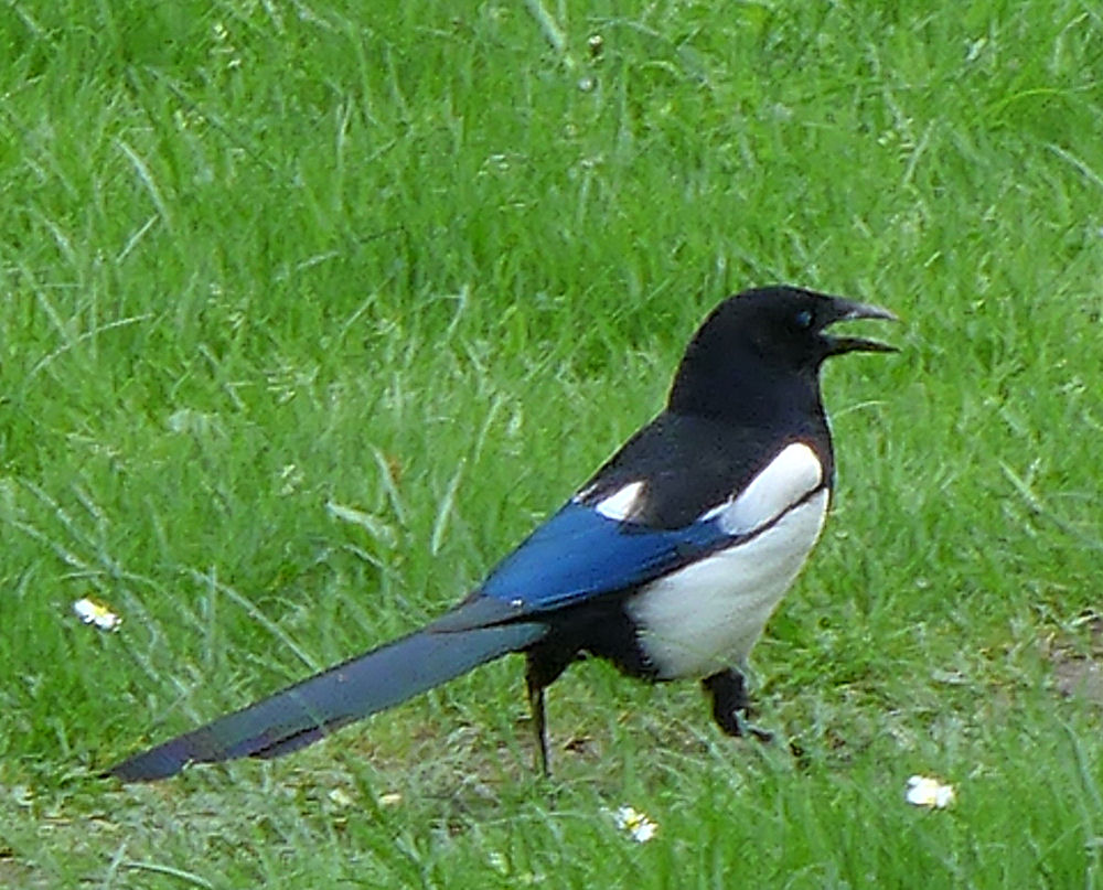 Elster im Grünen