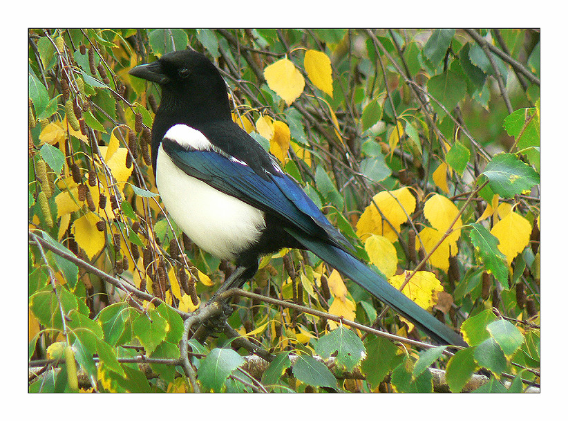 Elster im Herbstlaub