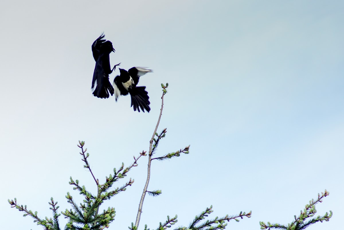 Elster im Kampf mit Kolkrabe