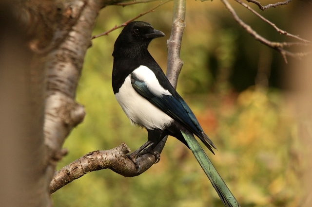 Elster im Kirschbaum