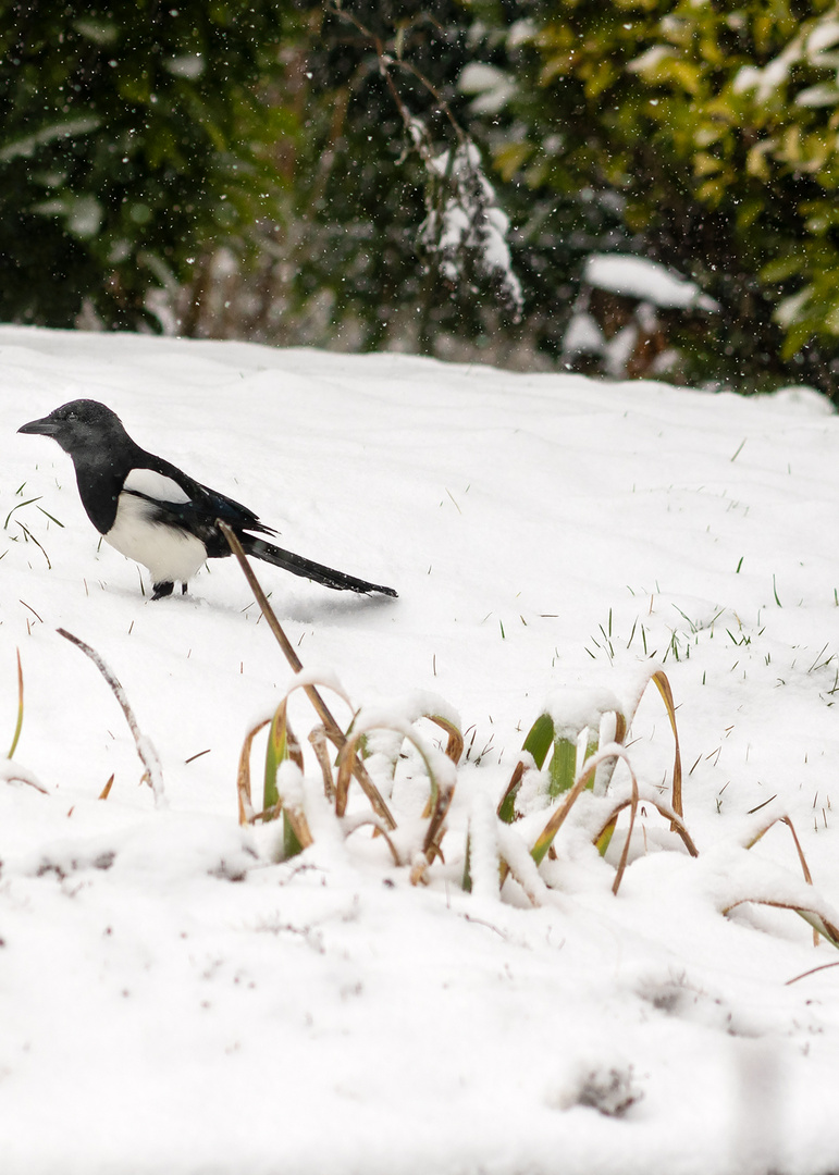 Elster im Schnee