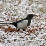 Elster im Schnee