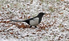 Elster im Schnee