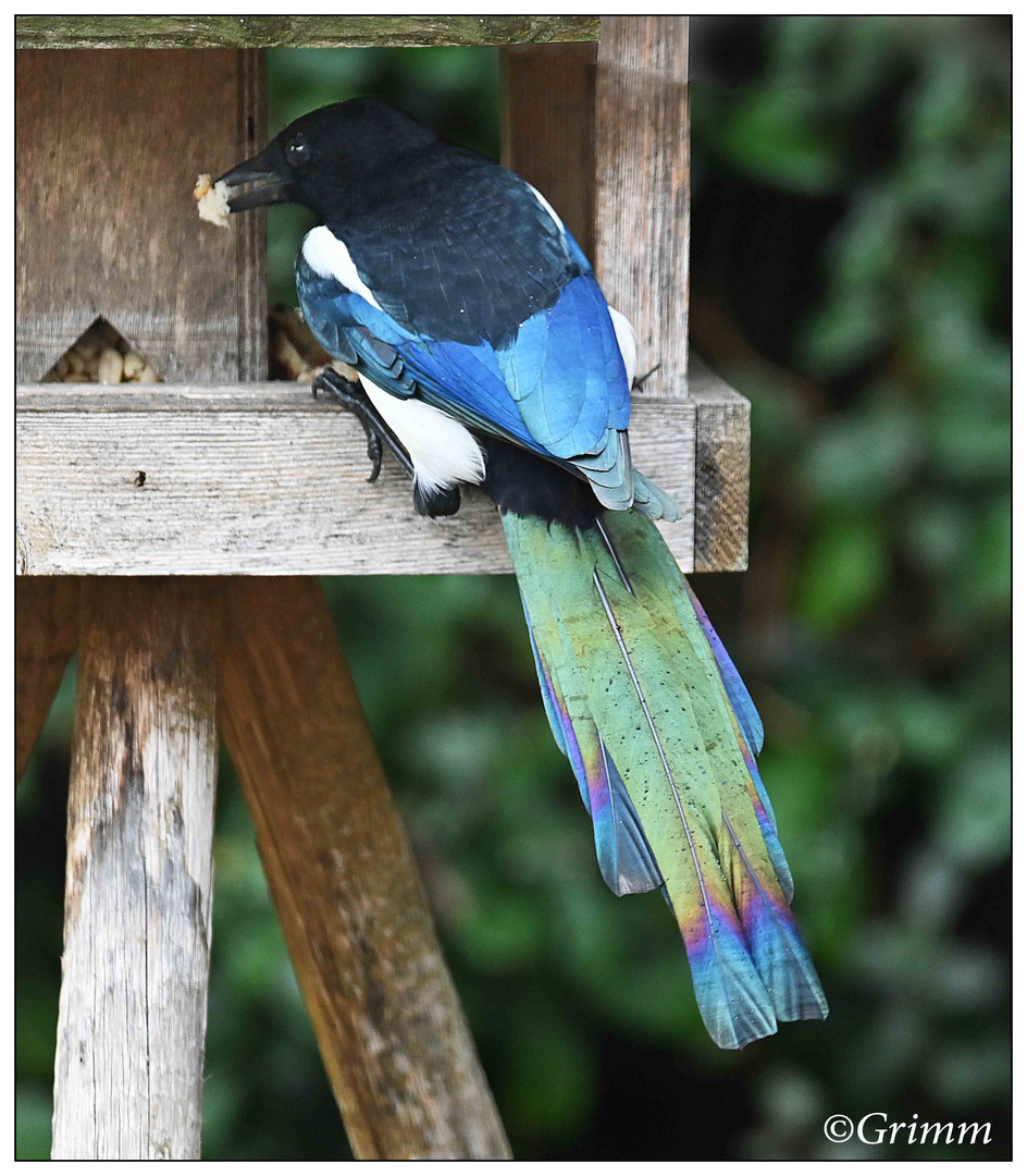 Elster im Vogelhaus