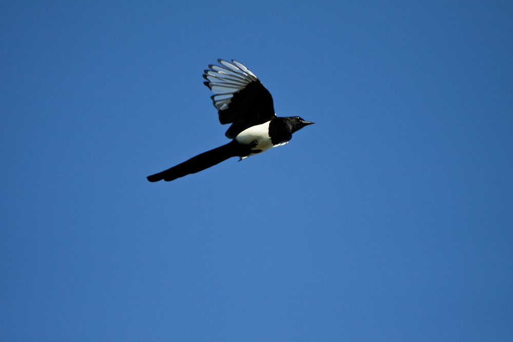 Elster im Vorbeiflug