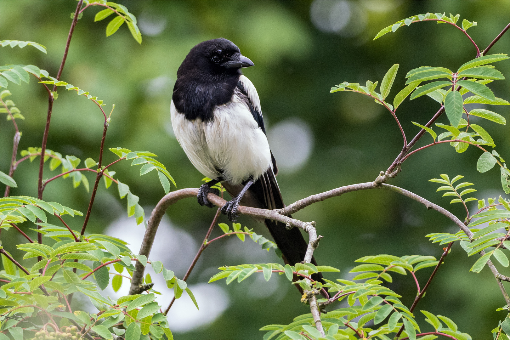 Elster in der Vogelbeere  .....