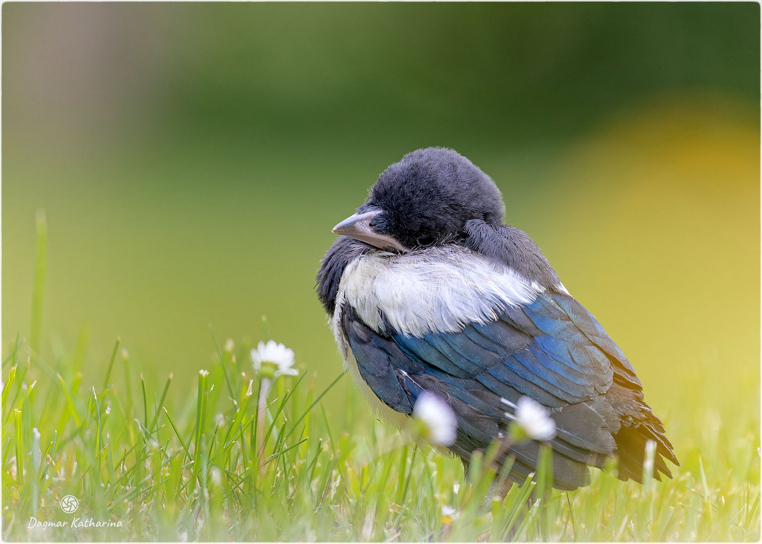 Elster Jungvogel