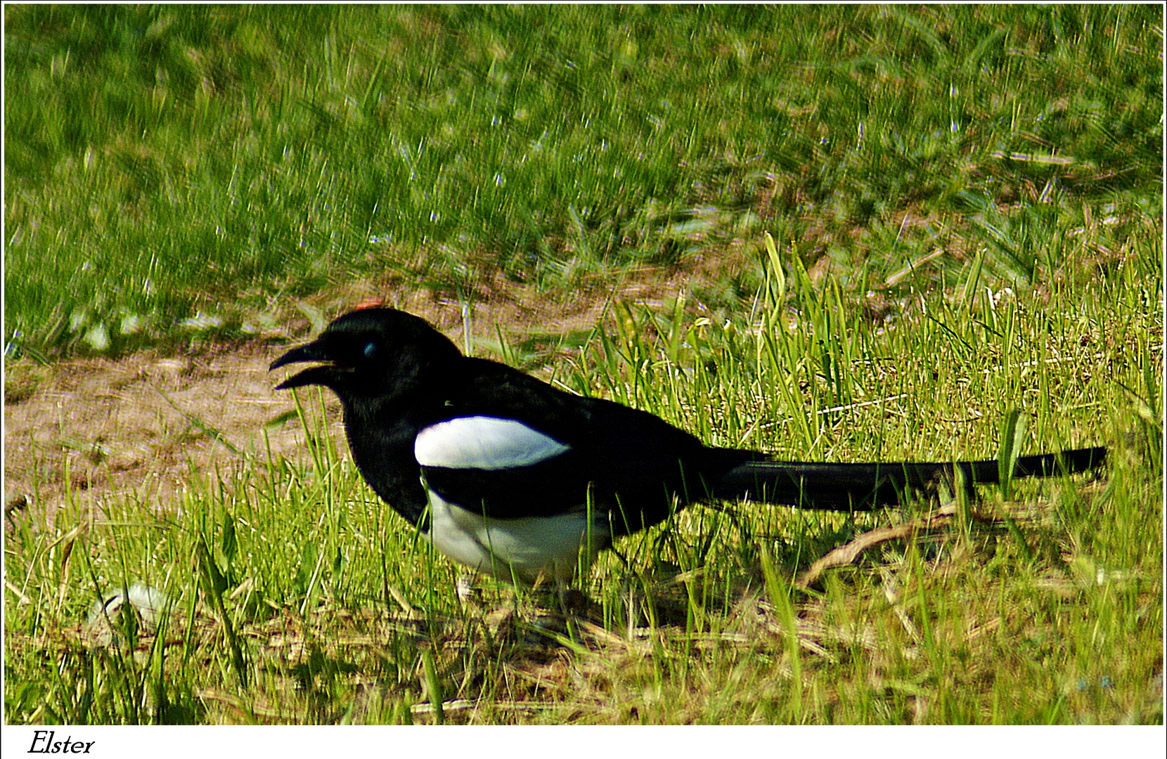 Elster Jungvogel