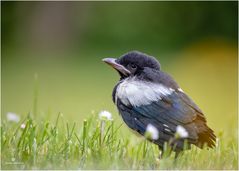 Elster Jungvogel