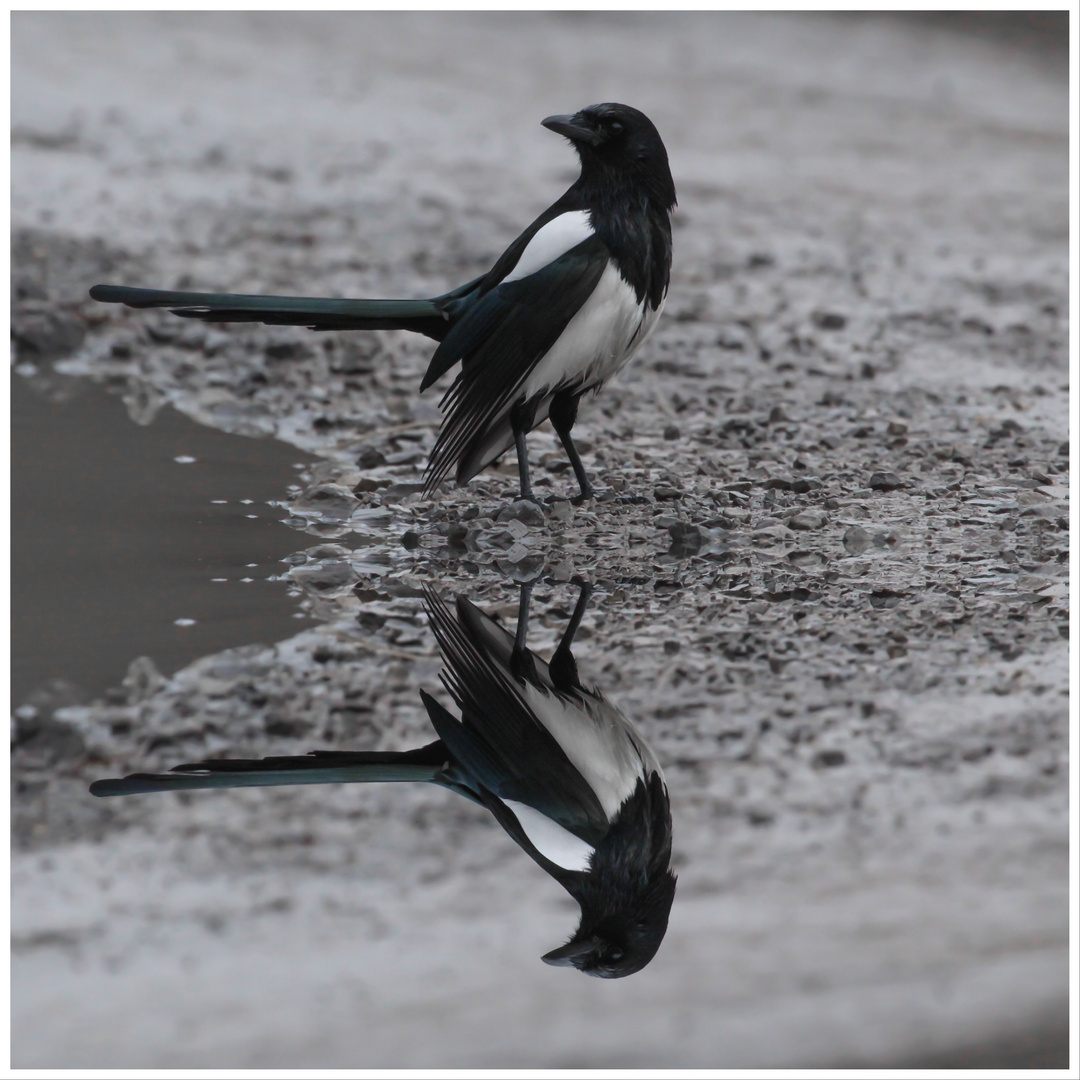 Elster mit Spiegelung