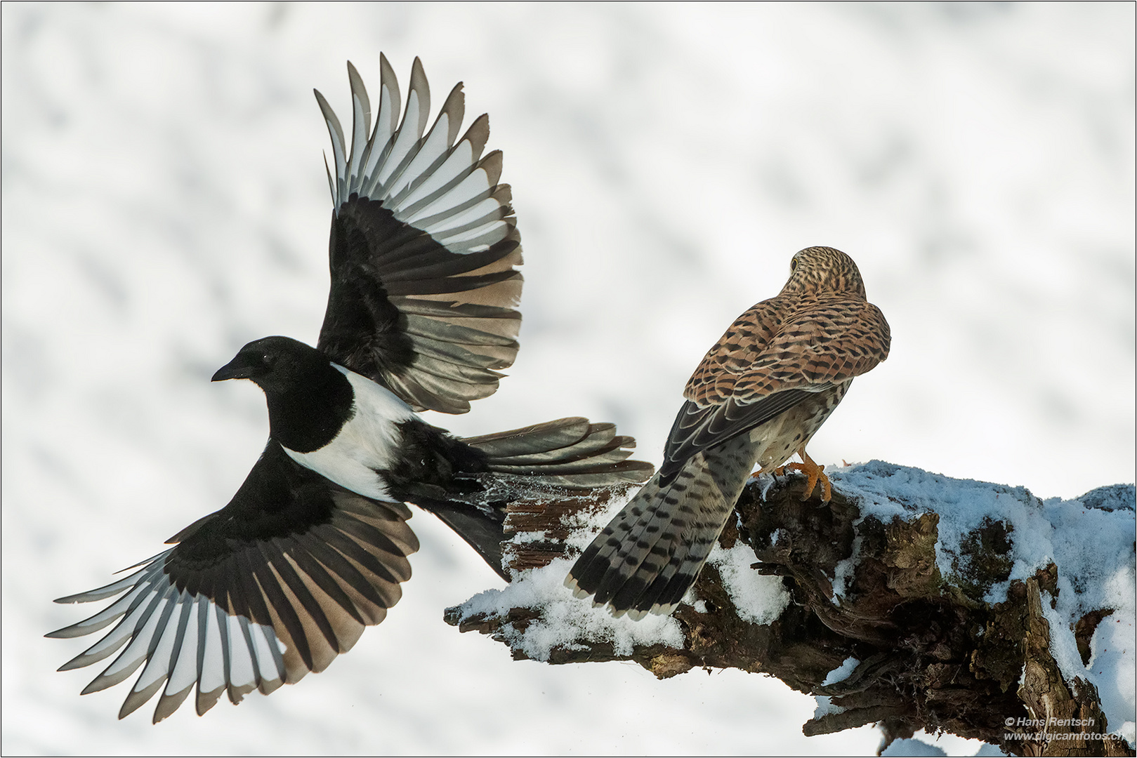 Elster mit Turmfalke