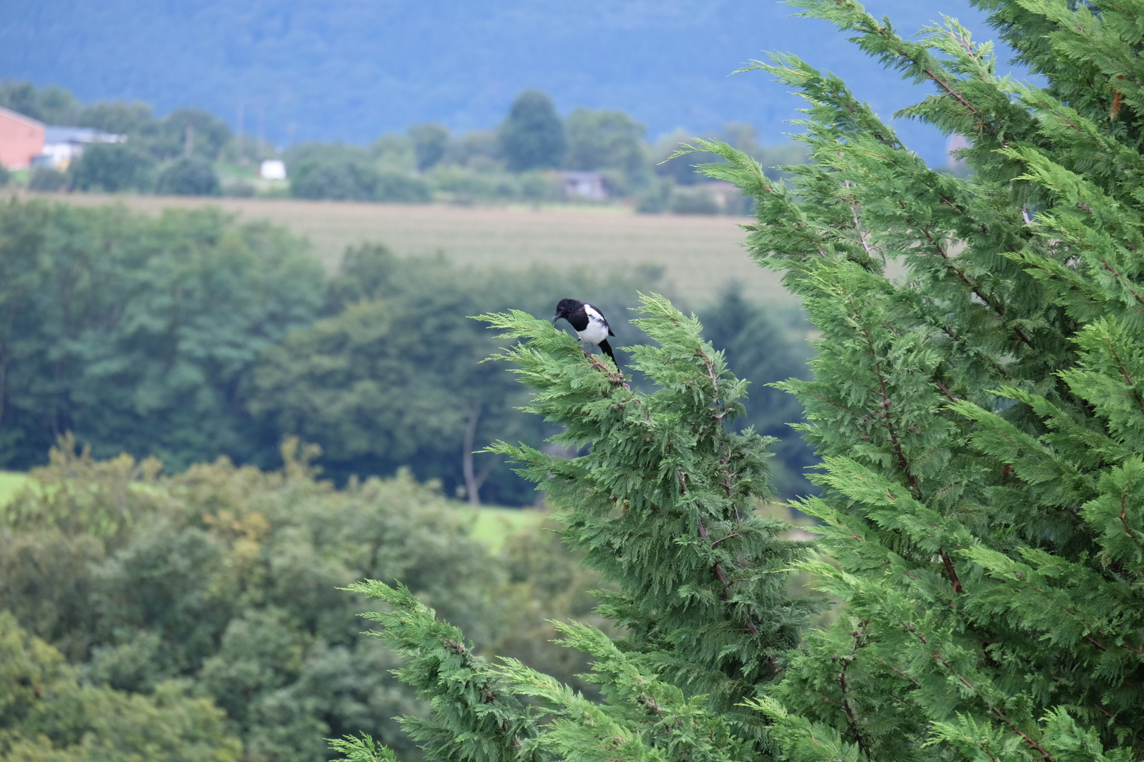 Elster oben im Baum