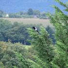 Elster oben im Baum