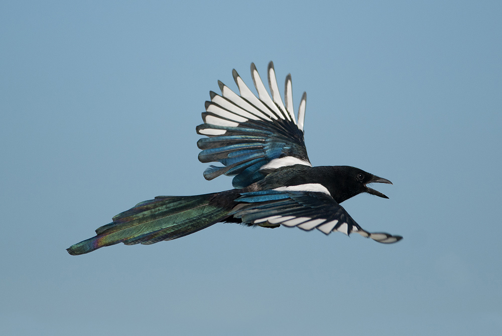 Elster - Pica pica - Magpie