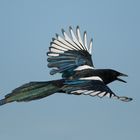 Elster - Pica pica - Magpie