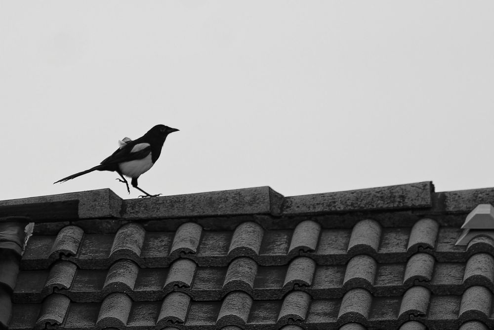 Elster (Pica pica, Rabenvögel/Corvidae) spaziert auf dem First