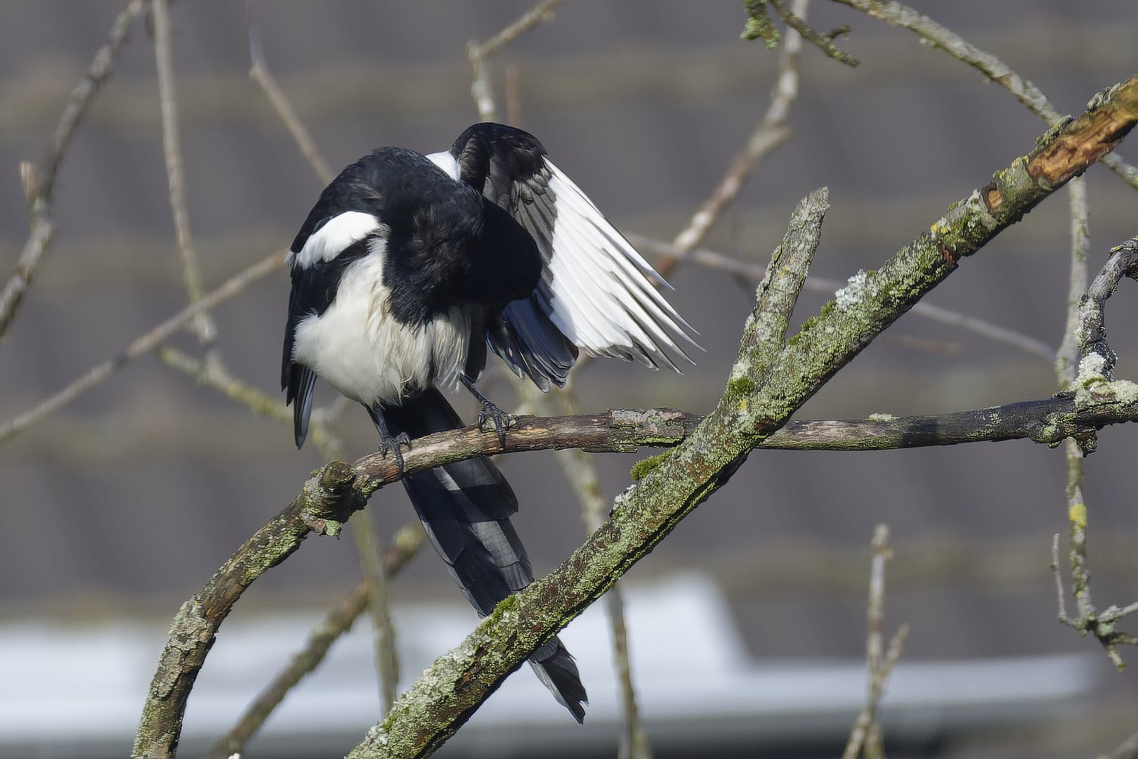 Elster putzt den linken Flügel nach dem Regenschauer, als die Sonne wieder scheint :-)