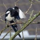 Elster putzt den linken Flügel nach dem Regenschauer, als die Sonne wieder scheint :-)