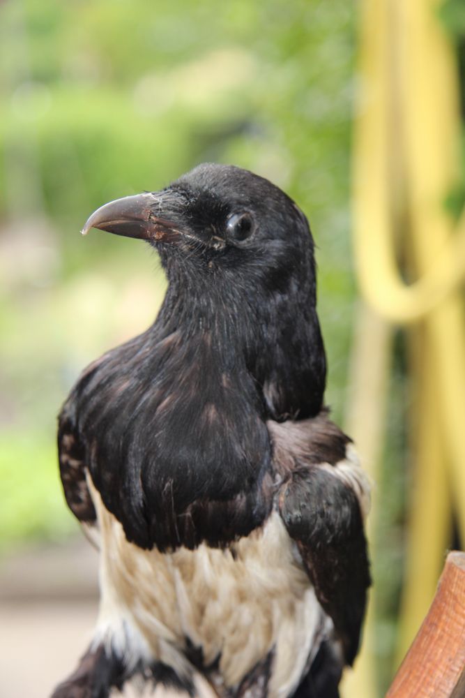 Elster Rabenvogel