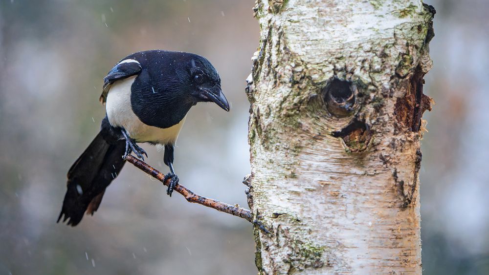 Elster trotzt dem Regen.