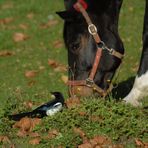 Elster und Pferd auf der Koppel