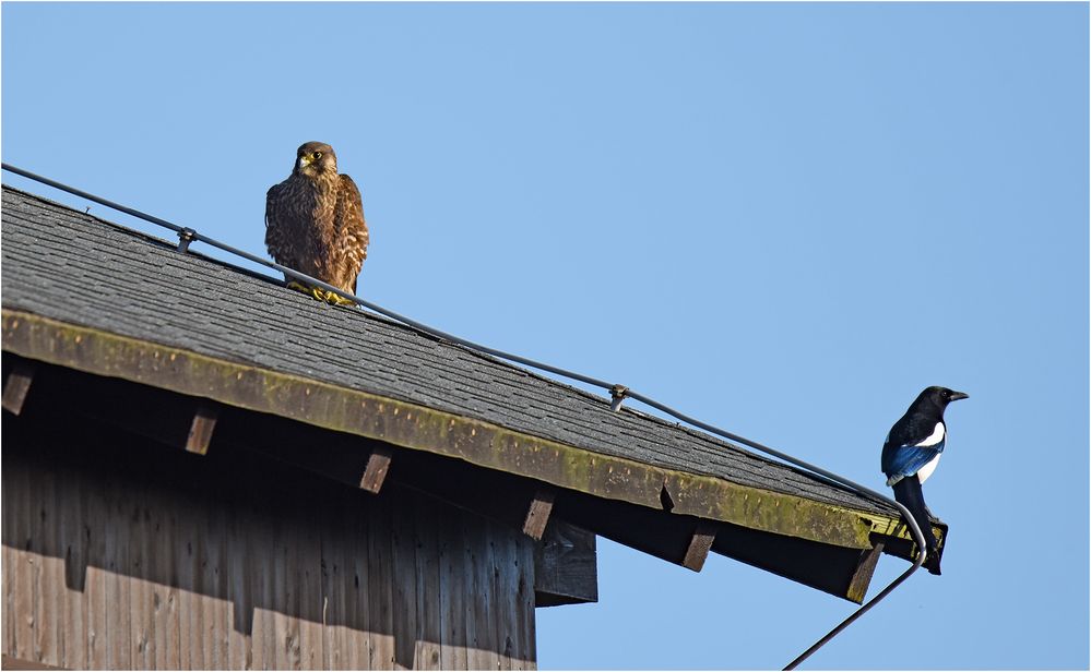 Elster unter Wanderfalke