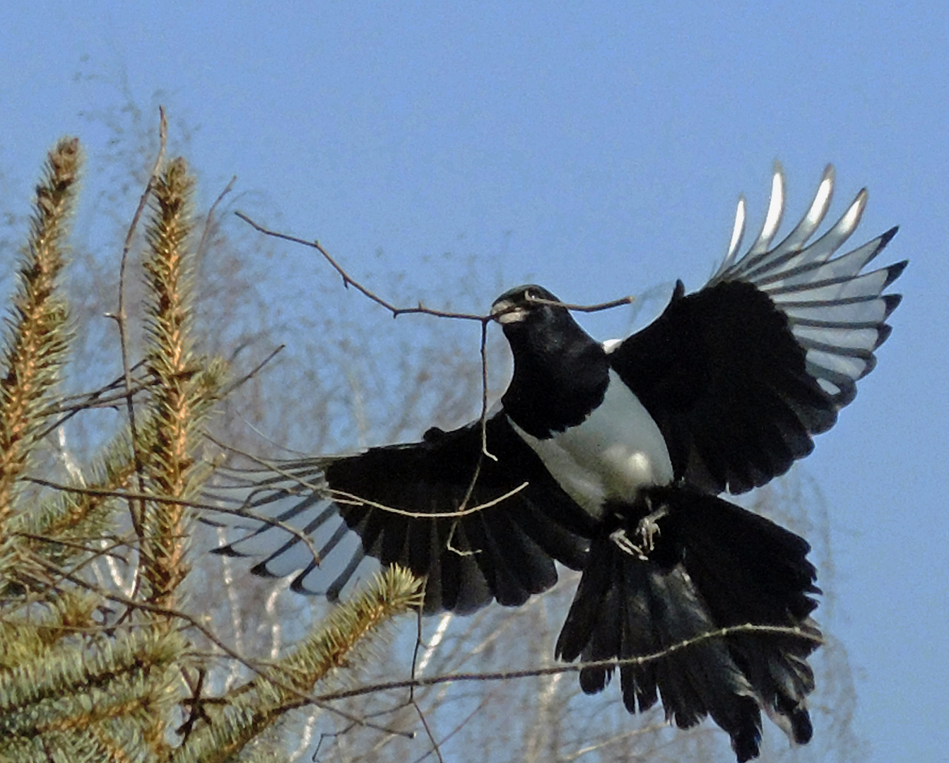 Elstern; Anflug beim Nestbau 3