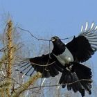 Elstern; Anflug beim Nestbau 3