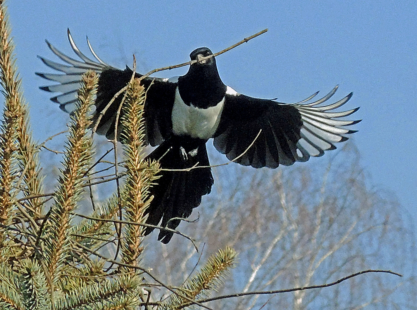 Elstern; Anflug beim Nestbau 4