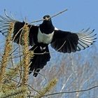 Elstern; Anflug beim Nestbau 4