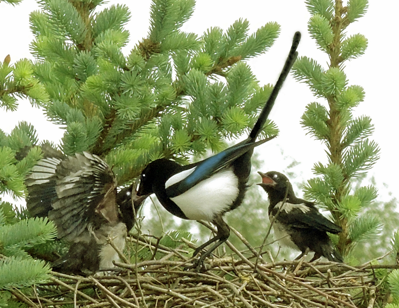 Elstern; Futterneid des Geschwisterchens