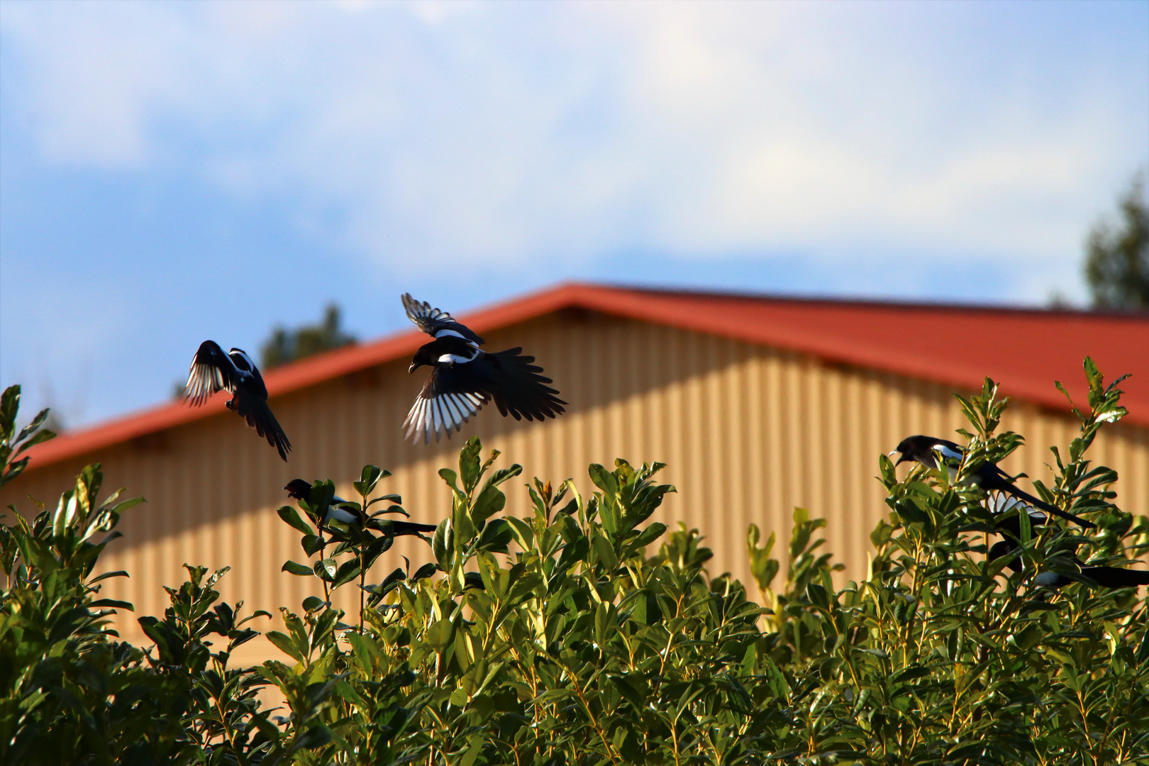 Elstern im Flug