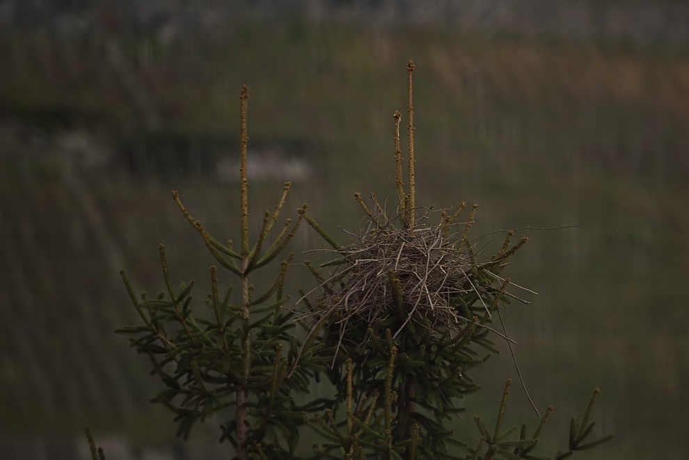 Elstern-Nest