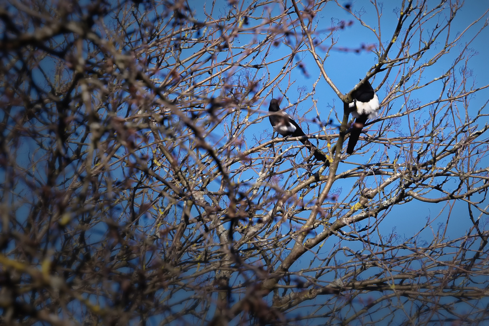 Elstern-Paar bei uns im Baum