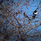 Elstern-Paar bei uns im Baum