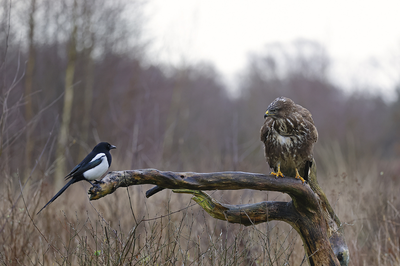 Elster,Pica pica,European Magpie u.Mäusebussard