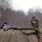 Elster,Pica pica,European Magpie u.Mäusebussard