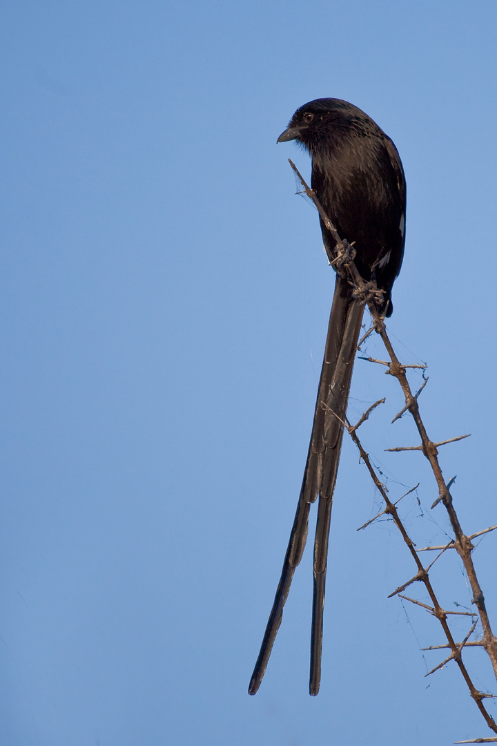 Elstervogel