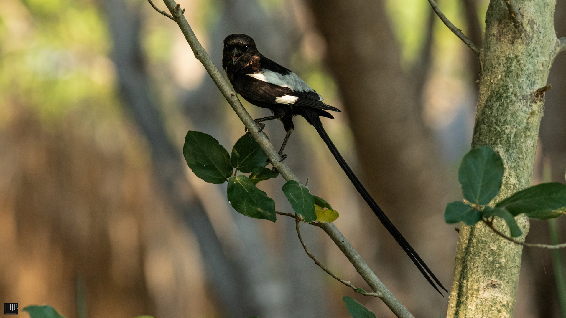 Elsterwürger (Urolestes melanoleucus) - MAGPIE SHRIKE (1 von 1)