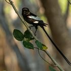 Elsterwürger (Urolestes melanoleucus) - MAGPIE SHRIKE (1 von 1)