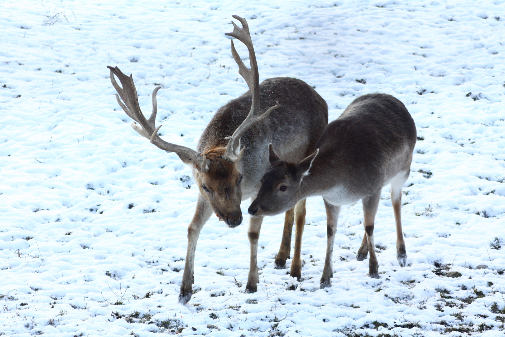 Eltern von Bambi gesichtet