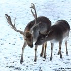 Eltern von Bambi gesichtet