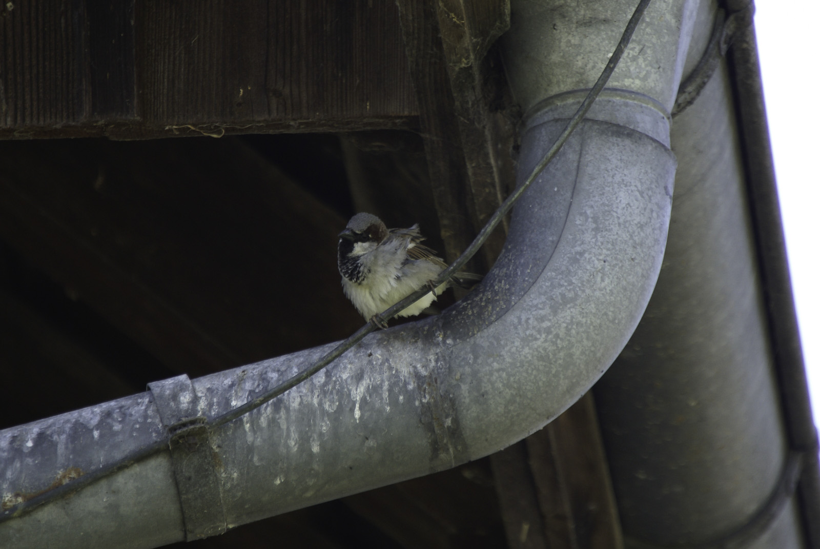 Elterngesprach Foto Bild Tiere Wildlife Wild Lebende Vogel Bilder Auf Fotocommunity