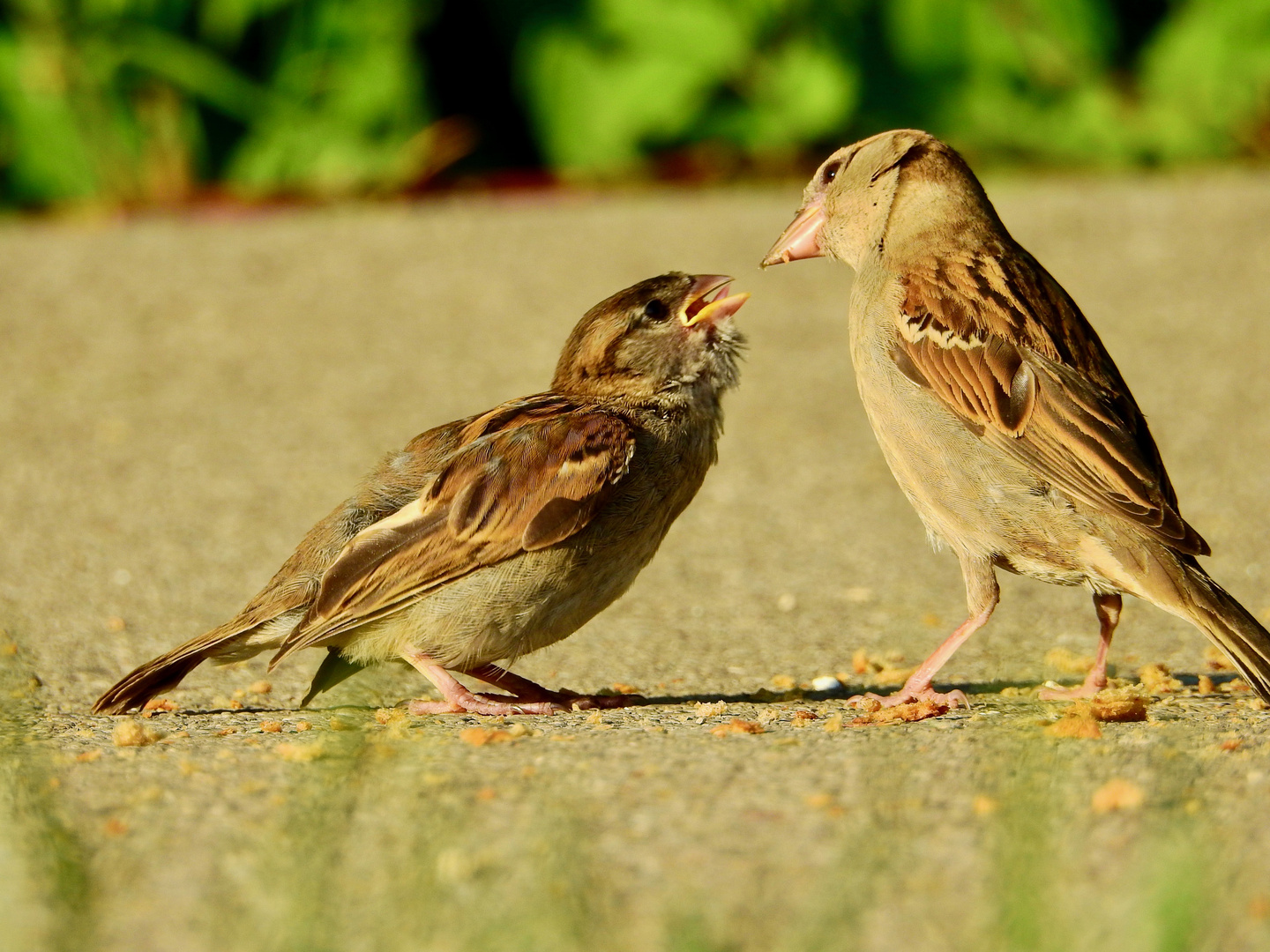 Elternliebe