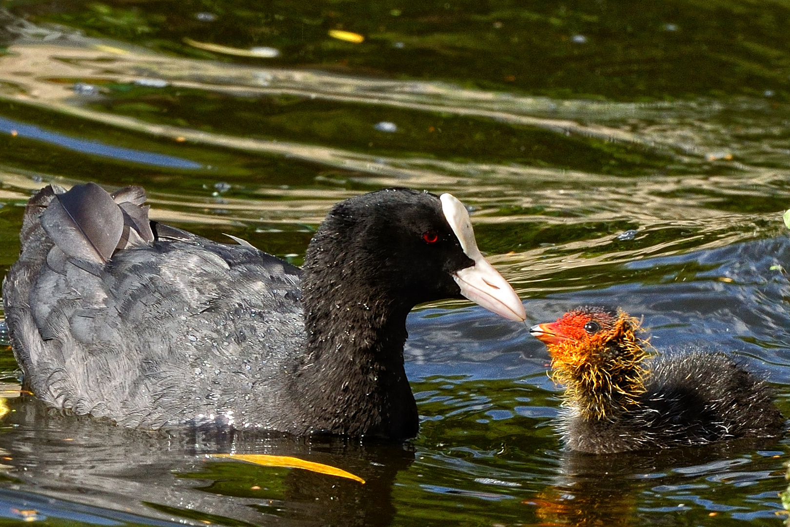 Elternliebe Foto Bild Tiere Wildlife Wild Lebende Vogel Bilder Auf Fotocommunity