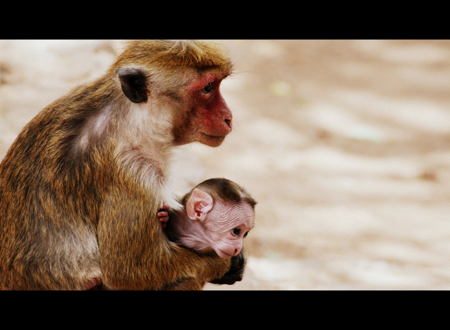 Elternliebe Foto Bild Tiere Wildlife Saugetiere Bilder Auf Fotocommunity