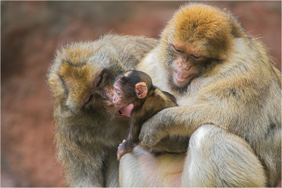 Elternliebe Der Berberaffen Foto Bild Tiere Zoo Wildpark Falknerei Saugetiere Bilder Auf Fotocommunity