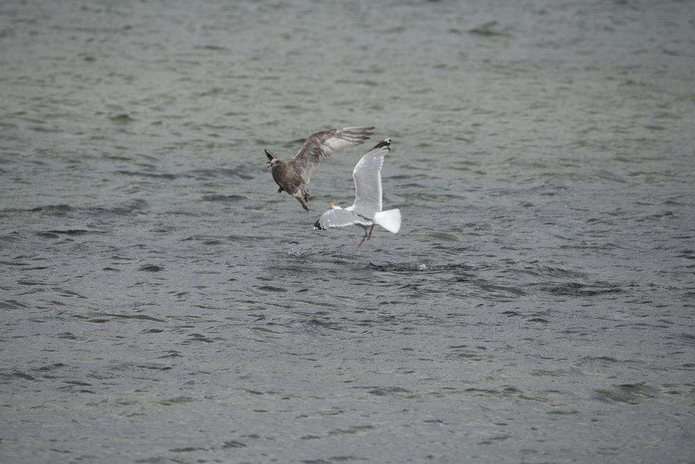 Elternliebe Foto Bild Tiere Meer Natur Bilder Auf Fotocommunity